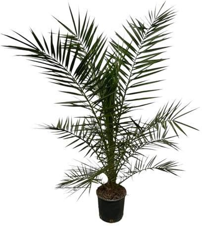 Trendyplants - Phoenix Canariensis - Höhe 150-170 cm - Dattelpalme - Winterhart - Topfgröße Ø22cm
