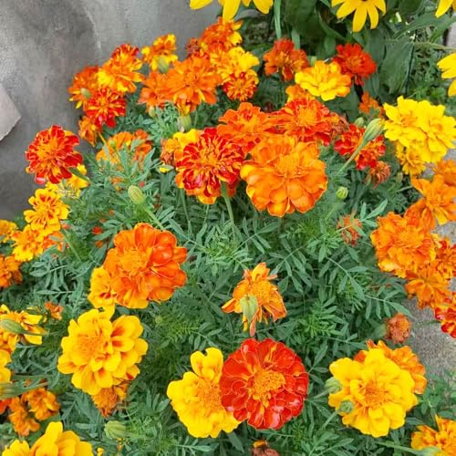 Tagetes erecta de jardín bonsái de interior semillas perennes resistentes semillas exóticas jardín interior silvestres caléndula 20pcs