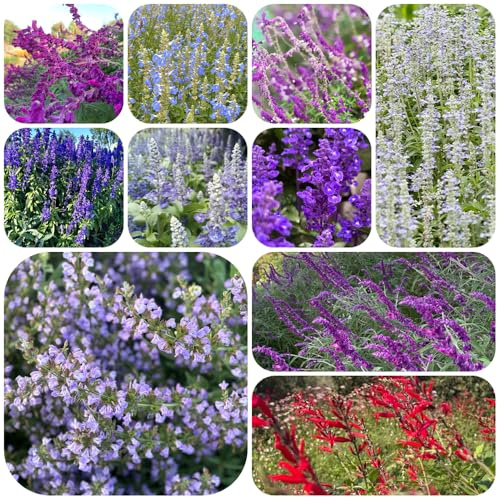 salbeisamen kaufen - deko exotische balkon winterhart garten 350pcs