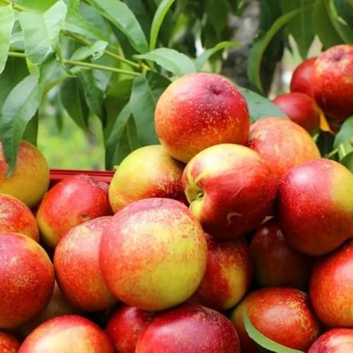 Nektarinenbaum winterharte kübelpflanzen wildkräuter pflanzenkübel topfpflanzen gartenpflanzen zwergobstbäume baumsamen pflanzensamen hochbeet balkon dekopflanzen obstpflanzen 6samen