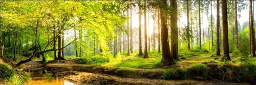 HUBDECO Selbstklebende Küchentapete Tapete - Fototapete Aufkleber mit Mattem Laminat Überzogen - auf Fliesen, Plexi, Möbeln, Schränken, Spiegeln - Bäume Wald 180x60