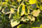 Gelbbunte Stechpalme Ilex altaclerensis 'Golden King' im Topf gewachsen ca. 30-40cm