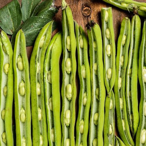 Semi di fava,semi di da appartamento,resistenti semi di ortaggi invernali,da giardino da ombra resistenti 30pcs