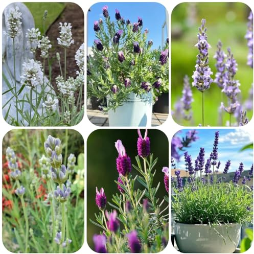 semi resistenti di lavanda primaverili, resistenti lavanda da cucina da balcone rare, decorazione soggiorno 130pcs
