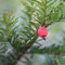Tasso comune Taxus baccata pianta da siepe sempreverde in vaso ø19 cm h. 70/90 cm Vivaio di Castelletto