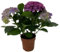 Verdecora Hortensia en maceta de 13cm | Planta natural de interior o exterior con flor | Popular de primavera | Gran valor decorativo | Colores variados
