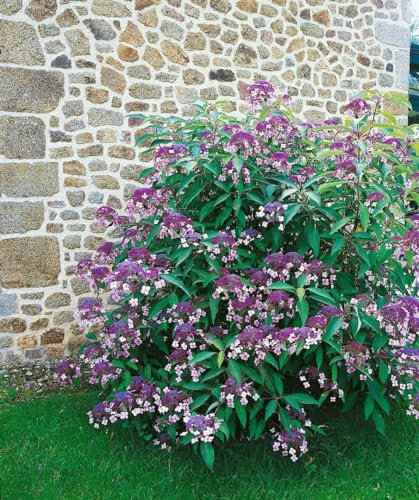 Hydrangea aspera 'Taiwans Pink' 40-60 cm - Samthortensie, rosa Blüten, Blütezeit Juli-September, ideal für halbschattige Standorte, pflegeleicht und winterhart