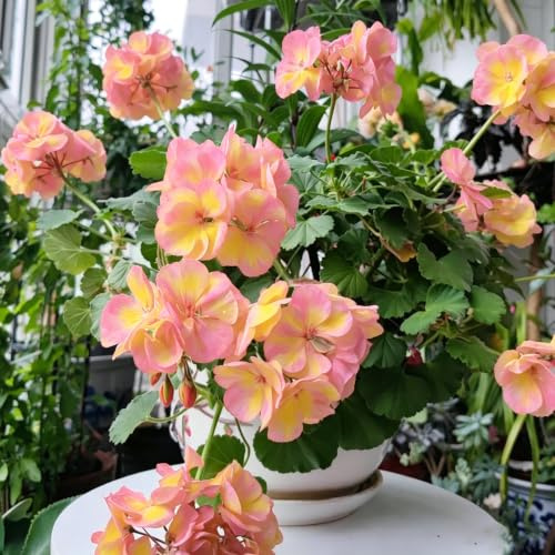 semillas de geranios pelargonio excelente decoración de 90pcs