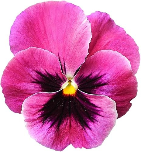 Riesen Stiefmütterchen rosa 'Schweizer Riesen', Stiefmütterchen rosa mit Auge (Viola Cardinal Pink)