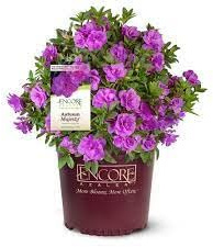 Encore Azalea® Autumn Majesty™ Rhododendron 'Roblezd' PPAF (3 Gallon)