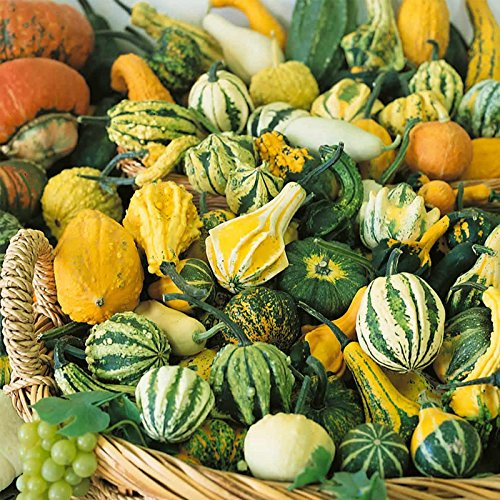 Small Mix Gourd Garden Seeds - 1 Oz ~350 Seeds - Non-GMO, Heirloom Vegetable Gardening Seed - Cucurbita Pepo
