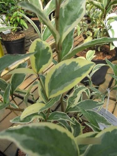 Ligustrum japonicum Arlequin Briseize - Japanischer Harlekin-Liguster