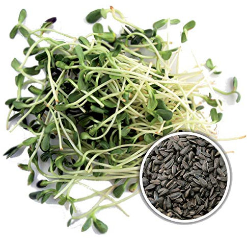 1Kg BIO Keimsprossen Sonnenblume Keimsaat für die Sprossenanzucht Sprossen Microgreen Mikrogrün