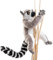 Uni-Toys - Katta-Lemur mit Klettverschluss an den Händen - 21 cm (Höhe) - Plüsch-AFFE - Plüschtier, Kuscheltier