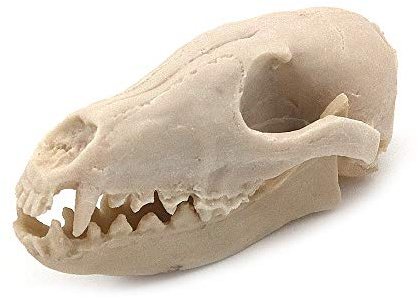 VOANZO Harts räv skalle modellkopia, dinosaurie tand skalle fossil, fotografi rekvisita undervisningsverktyg hem prydnad