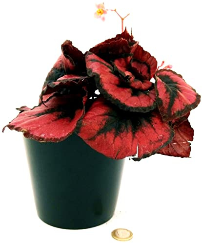 POWERS TO FLOWERS - BEGONIA REX RED ROBIN, Vaso 13cm diametro, pianta vera