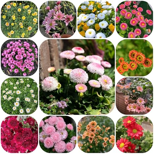 semi di margherita perenni da giardino, appartamento di margherita decorativi, resistenti all'esterno rare, esotiche resistenti 500pcs