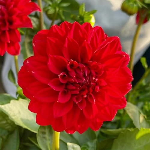 bulbos de dalia son resistentes decoracion resistentes bonsais de interior, decoracion jardín bulbos 4pcs