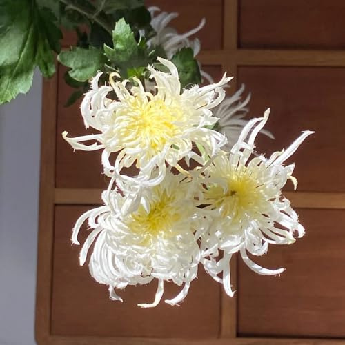 chrysanthemen, winterhart stauden deko wohnzimmer garten bodendecker 1000samen