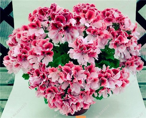 Geranien-Samen, mehrjährige Blumen, Pelargonium Peltatum, für den Innenbereich, Schreibtisch, Dekoration und Hochzeit, 20 Stück