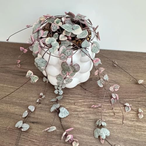 leuchterblume kaufen samen - ceropegia woodii - winterharte pflanzen für garten gartendeko für draußen dekopflanzen balkon pflanzen, exotische samen wohnzimmer deko, hängepflanze 55pcs