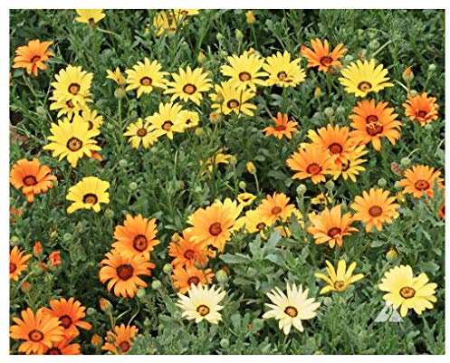 1500 African Field Daisy Seeds - Dimorphotheca Sinuata