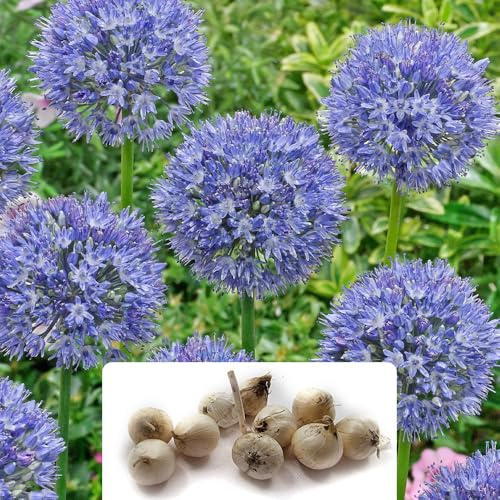 10 Allium Azureum Bulbs: Gorgeous Perennial Flowers - Vibrant Blue Blooms, Delightful in Your Garden - Thrives in UK Climates, Blooms Late Spring
