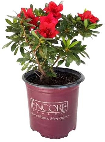Planta Viva Arbusto de Flor Azalea Natural con Flores de Colores