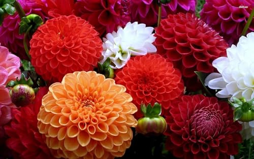 Eccellente Dalia bulbi,Dalia pianta vera,Piante erbacee perenni,Facile da curare,Decorazione del giardino, bulbi belli e sani(non fiori artificiali)-4 bulbi-B
