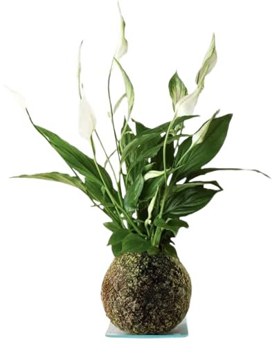 Kokedama Spathiphyllum PREMIUM Planta de Interior con Maceta de Musgo Natural