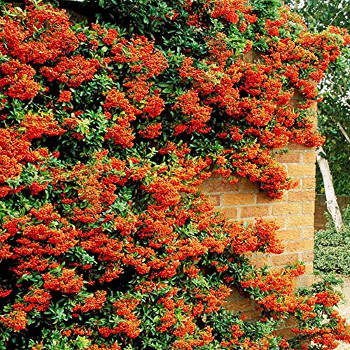 GardenersDream Orange Firethorn Hedging - Healthy Pyracantha Evergreen Flowering Shrubs - Outdoor Plants for Walls and Fences - Fast Growing Plant for Privet Hedging (9cm Pot, 50 Plants)