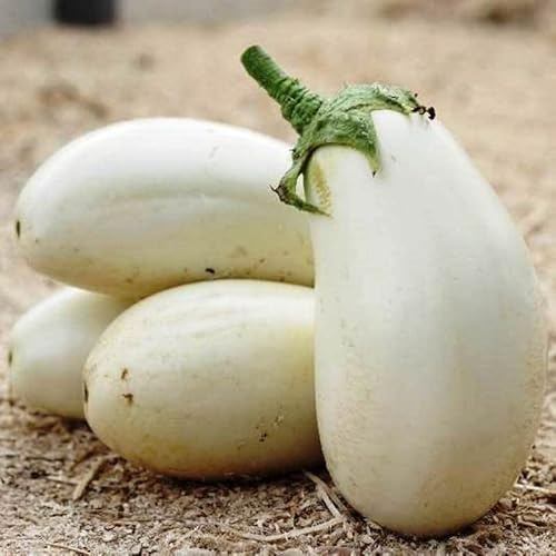 Seeds White Eggplant Vegetable Aubergine Heirloom for Planting Non GMO