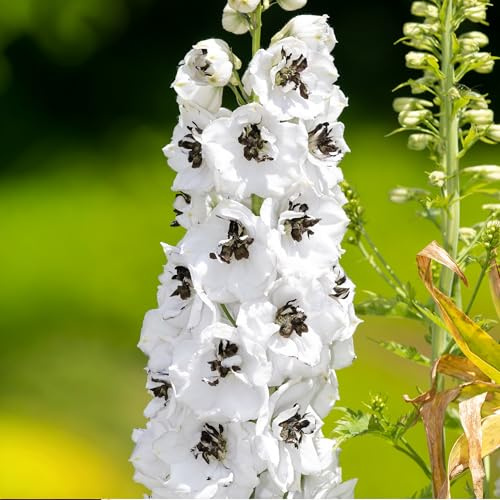 GardenersDream Pianta di Delphinium White Dark Bee in Vaso – Pianta da Giardino Fiorita a Spiga Bianca Pura con Centro Scuro – Perenne da Esterno per Giardino e Bordure (incl. Vaso 11 cm)