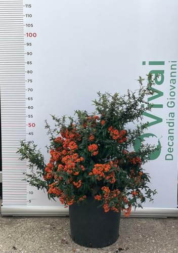 PIANTA DI PIRACANTA NAVAHO NANA IN VASO CM 30 (foto reale) siepe con bacche