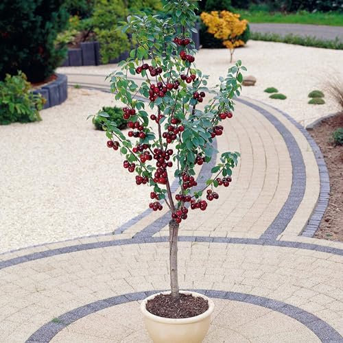 Mini-Kirschbaum Spur Burlat - Der wurzelballen / Lieferhöhe 40-50cm