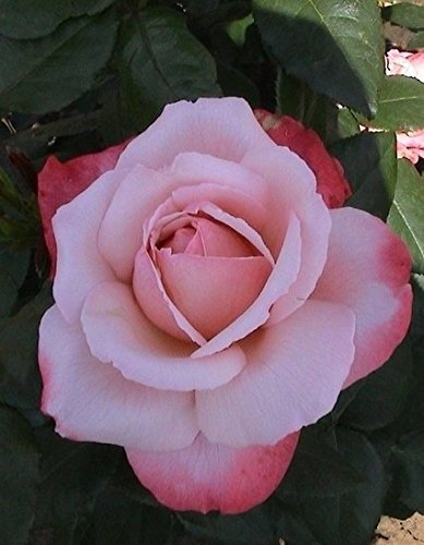 Duftrose d. Provence Arioso im 5 Liter Rosentopf