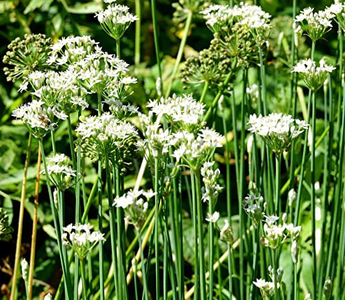 Chinesischer Schnittknoblauch - Knoblauch-Schnittlauch - Allium tuberosum - 200 Samen