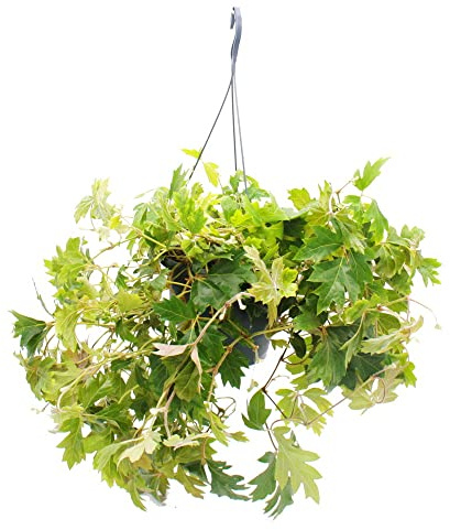 Zimmerpflanze zum Hängen - Königswein - Cissus rhombifolia Ellen Danica - 19cm Ampel-Topf zum Hängen