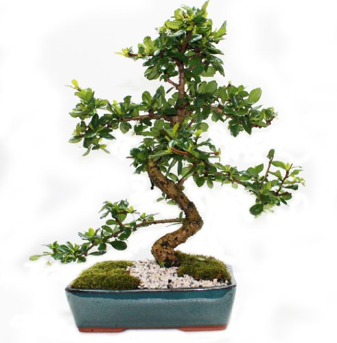 Fukien Tea 10 Bonsai Tree