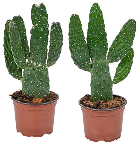Bloomique - 2er-Set - Opuntia Rubescens - Road Kill Kaktus - Kaktuspflanze - Zimmerpflanzen - 20-30 cm Hoch - Topf 12 cm