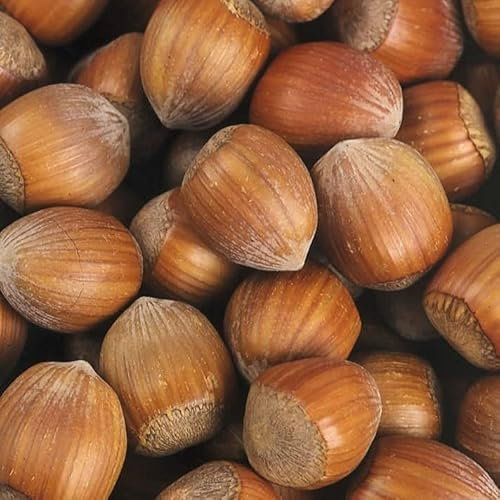 Haselnuss (Haselnuss) 2L Pflanze für Anfänger und professionelle Gärtner - Ideal für Kleingarten, Garten - Schöne Pflanze mit ungewöhnlichen Blüten - Genießen Sie jeden Tag ihre Farben