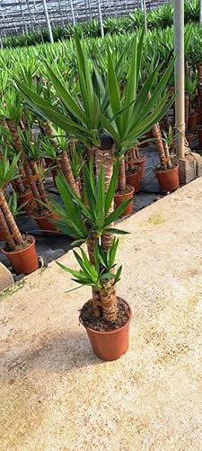 Palmera Yucca Elegans 3 troncos (90-60-30) -Palmera Natural de decoración - Palmera de Interior y Exterior - Planta Viva SP 52