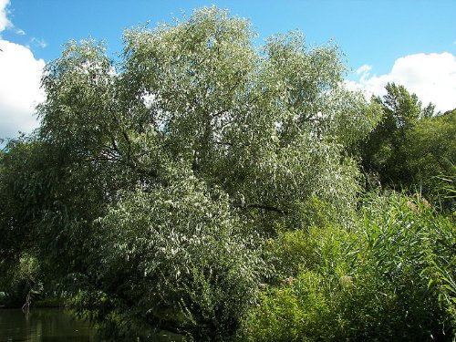 25 x Silberweide (Salix alba) 80 - 120 cm, Baum des Jahres 1999