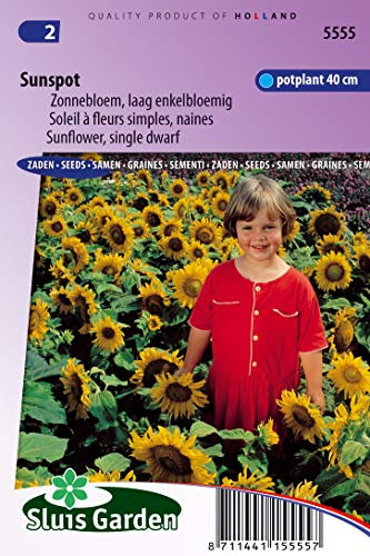 Semillas de flores enanas solas de girasol