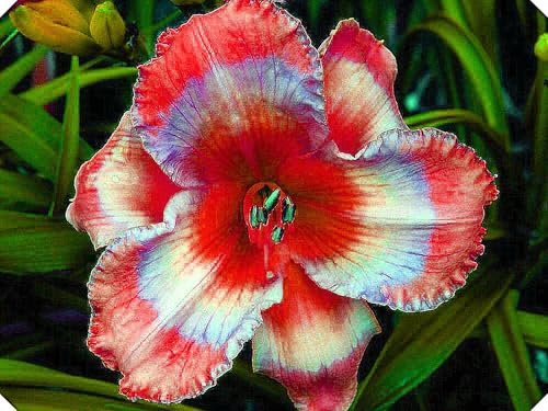 Hemerocallis Bulbos,Azucenas PlantasCrecer, Desarrollado,Hermoso,JardíN,PlantacióN Azucenas Bulbo-5bulbos-G