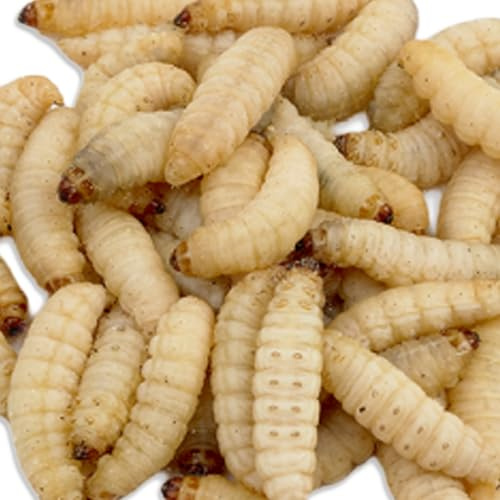BESTBAIT Live Waxworms for Reptiles, Birds, and Fishing Bait. High-Protein, Calcium-Rich Larvae Ideal for Bearded Dragons, Geckos, Chickens, and Trout. 100 Count.