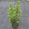Stechpalme Heckenstar 80-100 cm