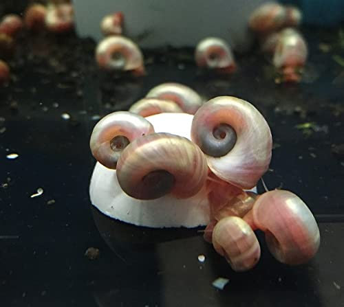 Garnelio Crustarock - Mineralstein für Schnecken, Krebse & Krabben 1 stck.