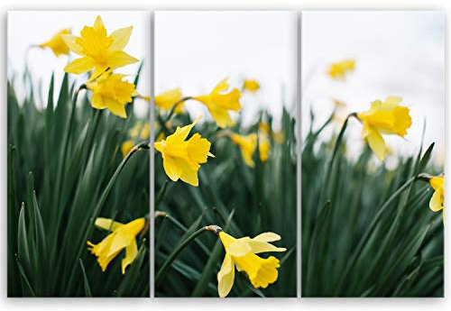ge Bildet Bild auf Leinwand | Alpenveilchen - Narzisse in 90x60 cm mehrteilig als Wandbild | Wand-deko Dekoration Wohnung modern Bilder | 2280-B