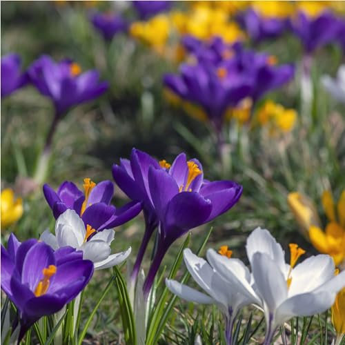 mgc24® Lot de 100 bulbes de crocus (env. 7-8 mm)